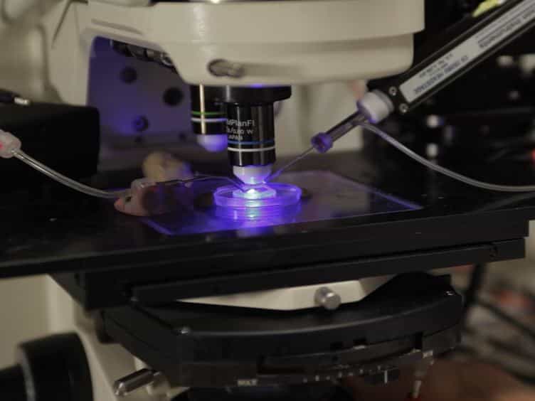 Preparation of Drosophila Central Neurons for in situ Patch Clamping