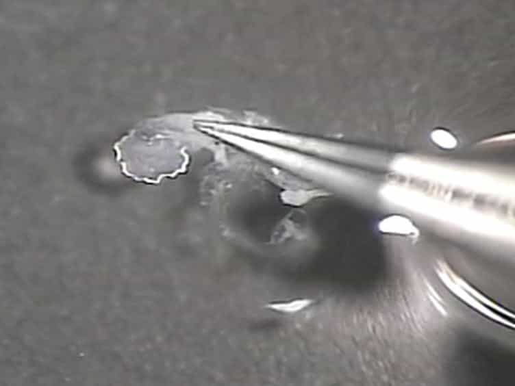 Patch Clamp Recordings in Inner Ear Hair Cells Isolated from Zebrafish