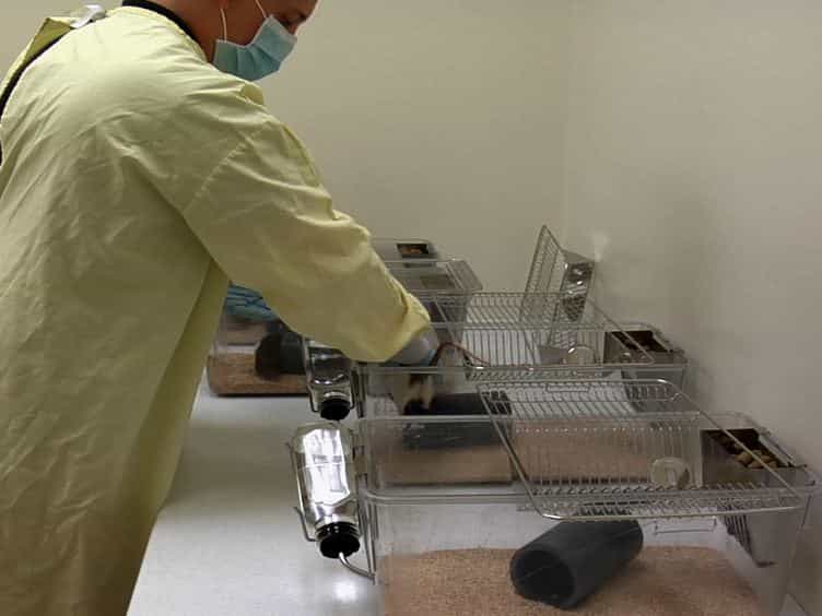 Peering into the Dynamics of Social Interactions: Measuring Play Fighting in Rats