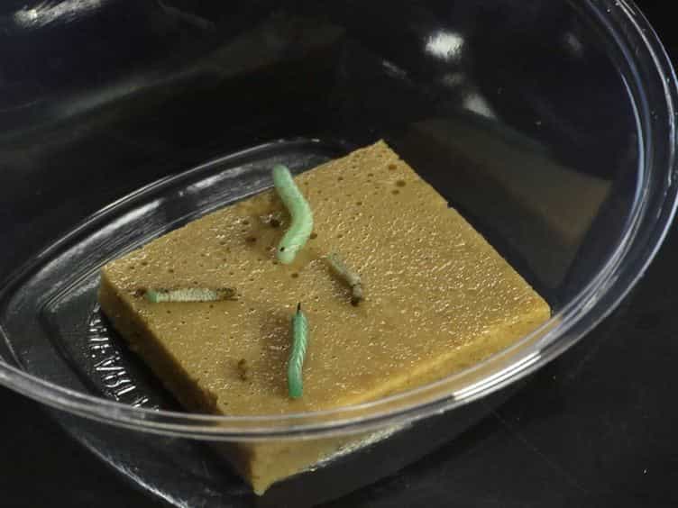 Rearing and Injection of Manduca sexta Larvae to Assess Bacterial Virulence