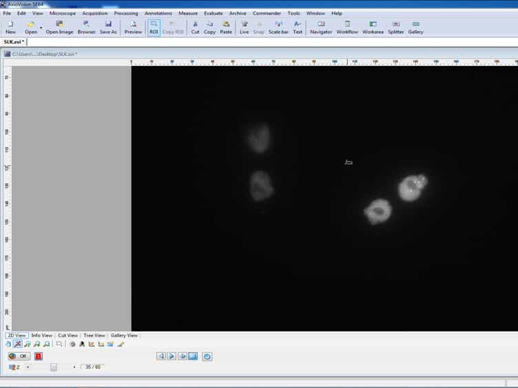 Monitoring Plasmid Replication in Live Mammalian Cells over Multiple Generations by Fluorescence Microscopy