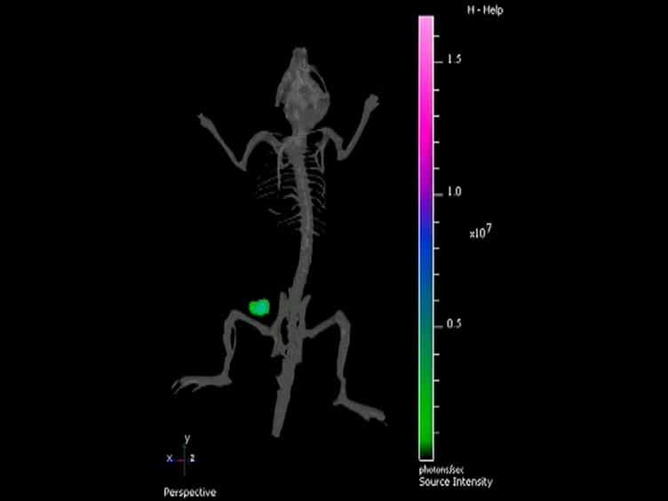 Bioluminescent Bacterial Imaging In Vivo