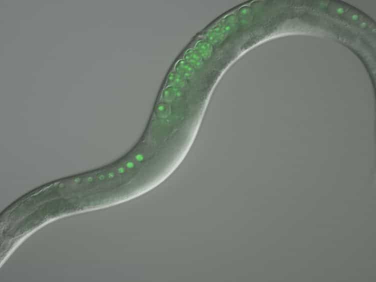 Use of Time Lapse Microscopy to Visualize Anoxia-induced Suspended Animation in C. elegans Embryos