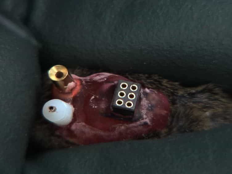 Simultaneous Electroencephalography, Real-time Measurement of Lactate Concentration and Optogenetic Manipulation of Neuronal Activity in the Rodent Cerebral Cortex