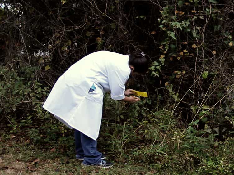 Transmitting Plant Viruses Using Whiteflies