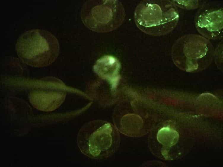 Laser-inflicted Injury of Zebrafish Embryonic Skeletal Muscle