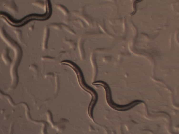 Using RNA-mediated Interference Feeding Strategy to Screen for Genes Involved in Body Size Regulation in the Nematode C. elegans