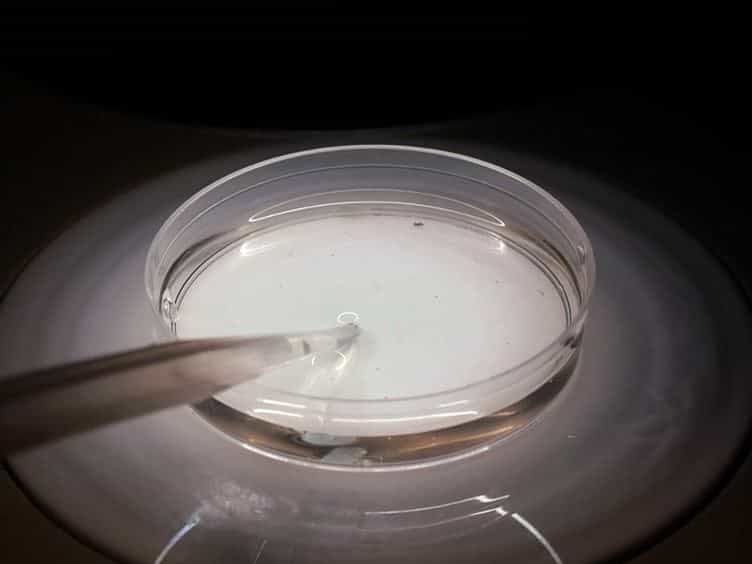 Dissection, Culture, and Analysis of Xenopus laevis Embryonic Retinal Tissue