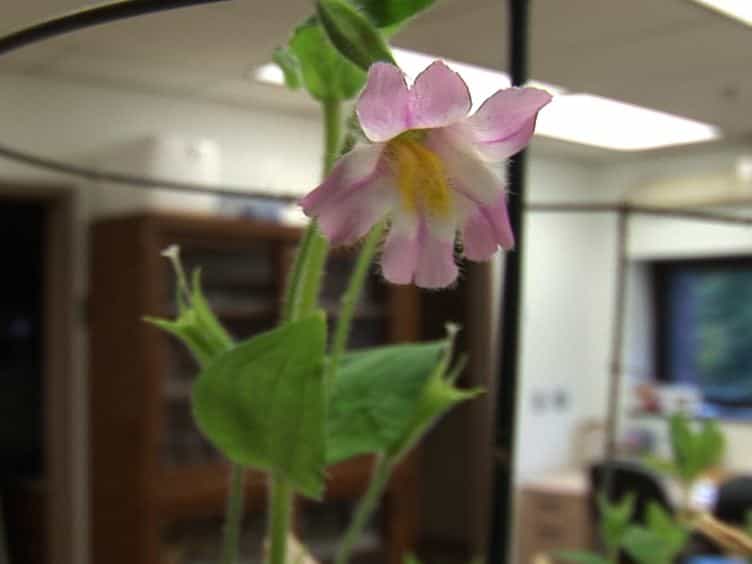 Identification of Olfactory Volatiles using Gas Chromatography-Multi-unit Recordings GCMR in the Insect Antennal Lobe