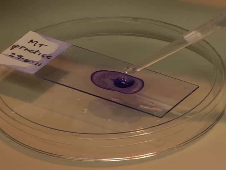 Performing Vaginal Lavage, Crystal Violet Staining, and Vaginal Cytological Evaluation for Mouse Estrous Cycle Staging Identification