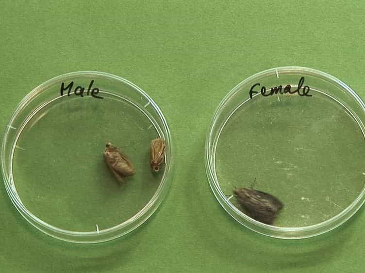 The Insect Galleria mellonella as a Powerful Infection Model to Investigate Bacterial Pathogenesis