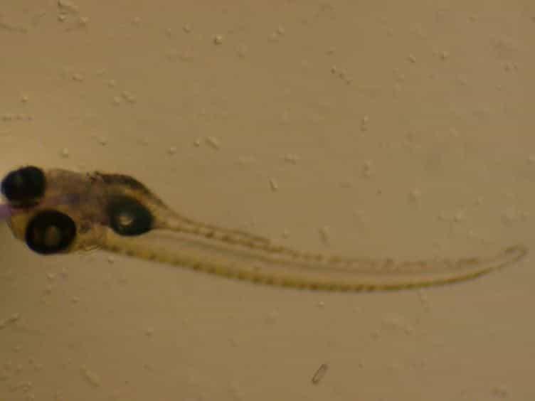 Microgavage of Zebrafish Larvae