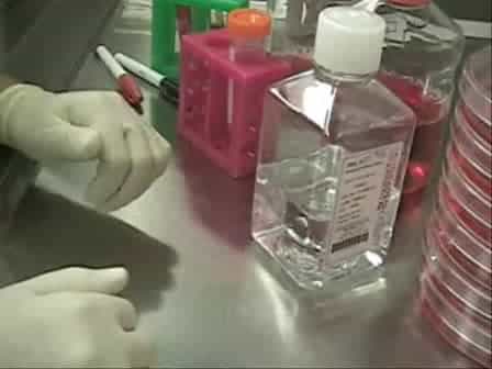 Passaging HuES Human Embryonic Stem Cell-lines with Trypsin.