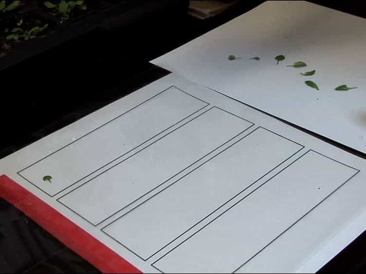 LeafJ: An ImageJ Plugin for Semi-automated Leaf Shape Measurement
