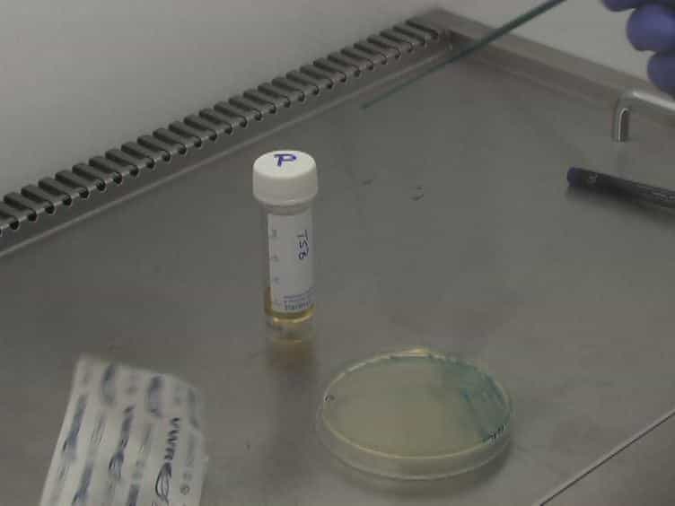 A Visual Assay to Monitor T6SS-mediated Bacterial Competition