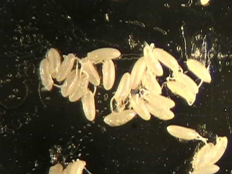 Labeling of Single Cells in the Central Nervous System of Drosophila melanogaster