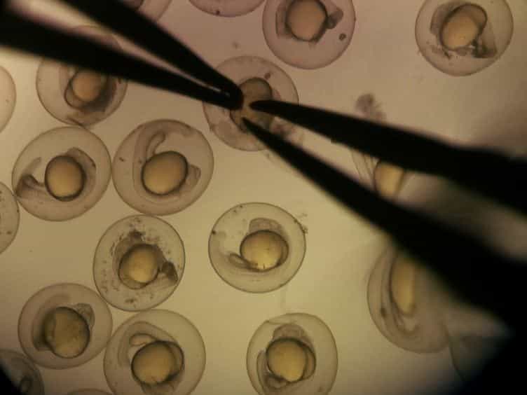 Optogenetic Activation of Zebrafish Somatosensory Neurons using ChEF-tdTomato
