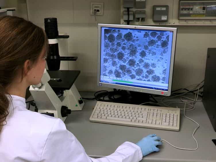 Naïve Adult Stem Cells Isolation from Primary Human Fibroblast Cultures