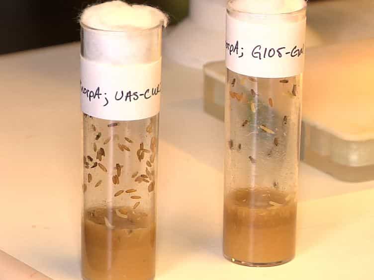 Optogenetic Stimulation of Escape Behavior in Drosophila melanogaster