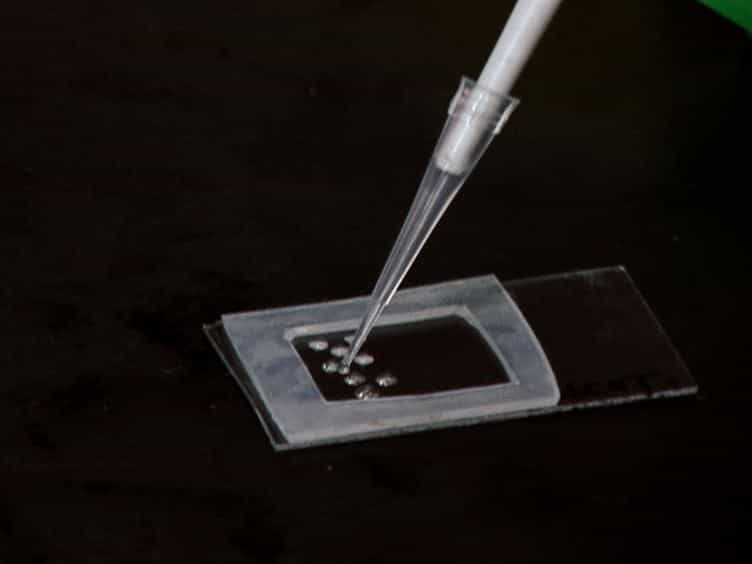 Giant Liposome Preparation for Imaging and Patch-Clamp Electrophysiology