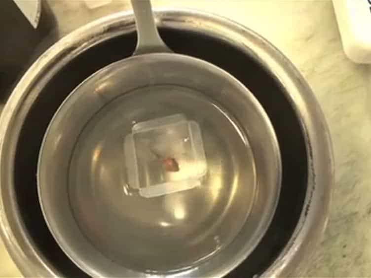 Improved Protocol For Laser Microdissection Of Human Pancreatic Islets From Surgical Specimens