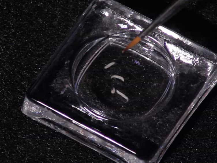 Live Cell Cycle Analysis of Drosophila Tissues using the Attune Acoustic Focusing Cytometer and Vybrant DyeCycle Violet DNA Stain