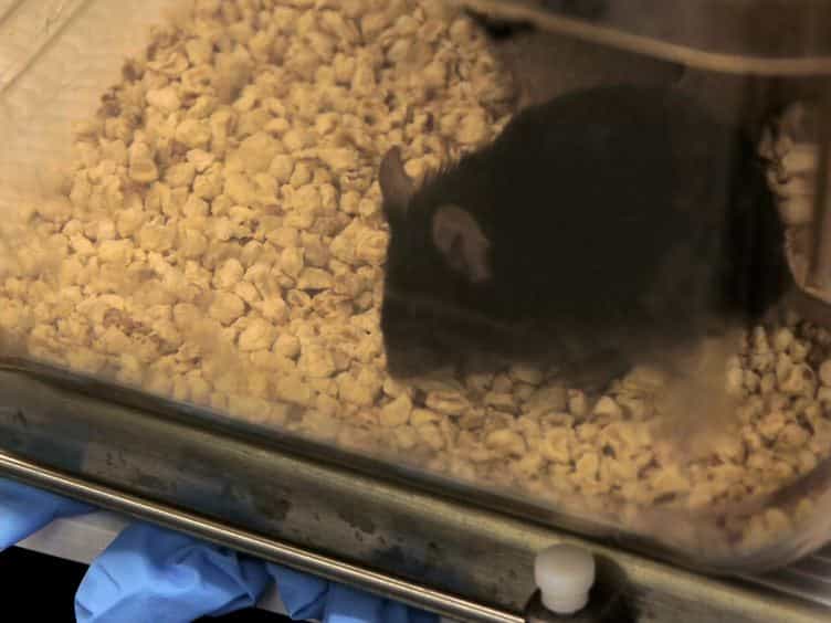 Endotracheal Intubation in Mice via Direct Laryngoscopy Using an Otoscope