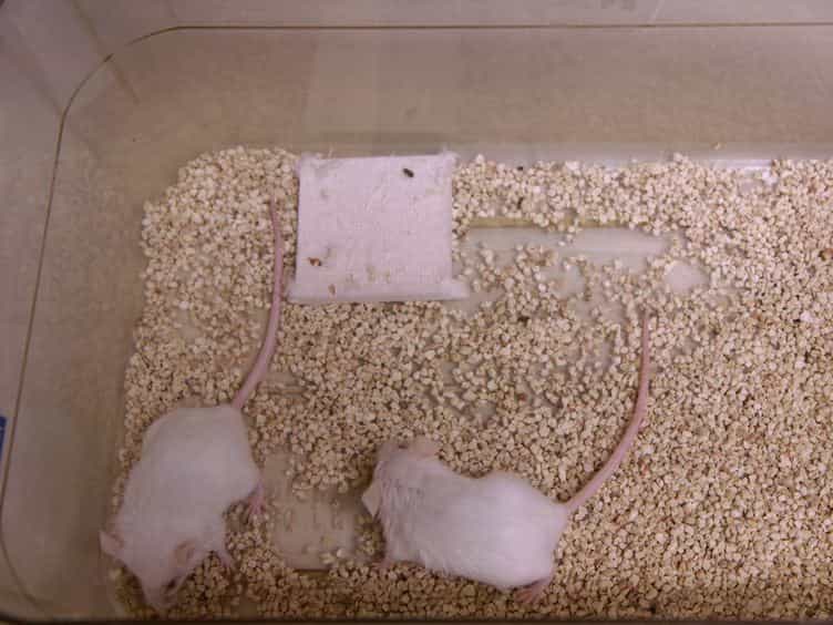 Mouse Models for Graft Arteriosclerosis