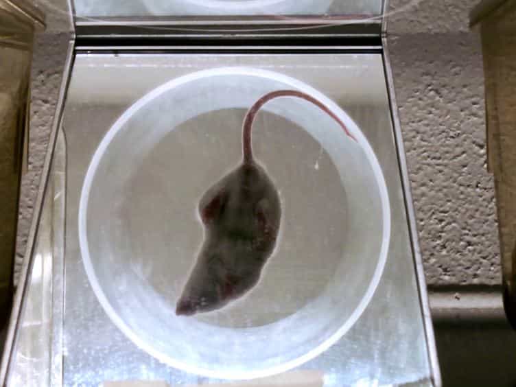 Assessment of Sensorimotor Function in Mouse Models of Parkinson's Disease