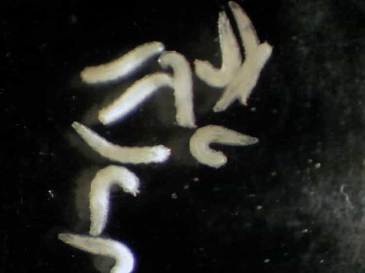 An Injury Paradigm to Investigate Central Nervous System Repair in Drosophila