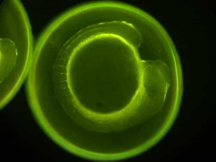 Generation of Dispersed Presomitic Mesoderm Cell Cultures for Imaging of the Zebrafish Segmentation Clock in Single Cells