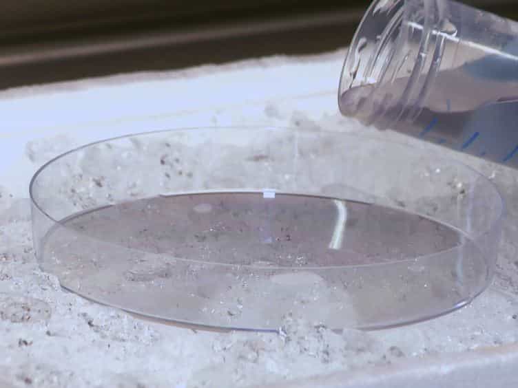 Culturing Primary Rat Inner Medullary Collecting Duct Cells