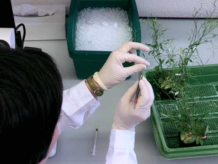 Efficient and Rapid Isolation of Early-stage Embryos from Arabidopsis thaliana Seeds