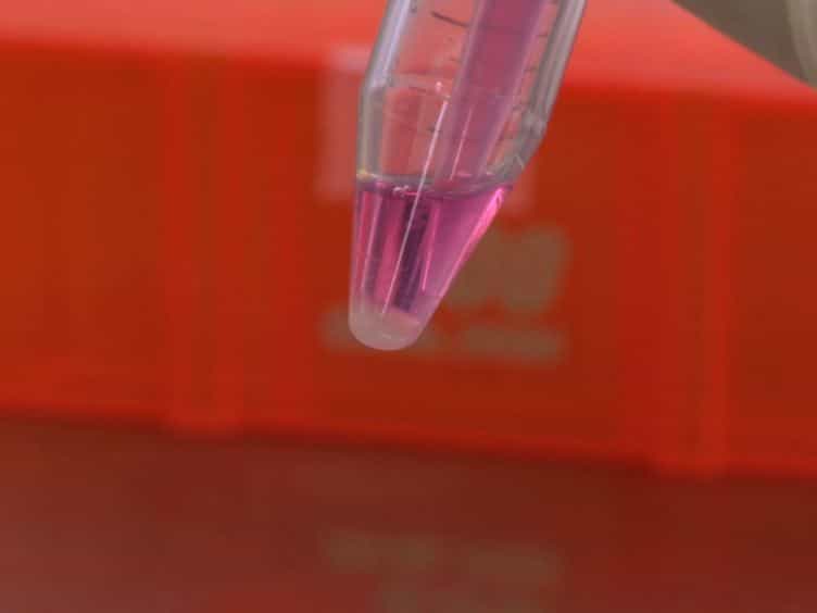 Bioluminescent Orthotopic Model of Pancreatic Cancer Progression