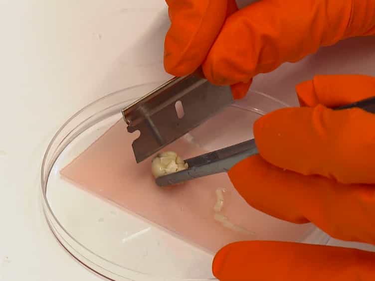 Immunohistochemical Analysis in the Rat Central Nervous System and Peripheral Lymph Node Tissue Sections
