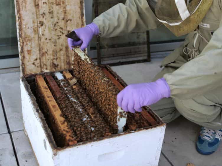 RNAi-mediated Double Gene Knockdown and Gustatory Perception Measurement in Honey Bees Apis mellifera