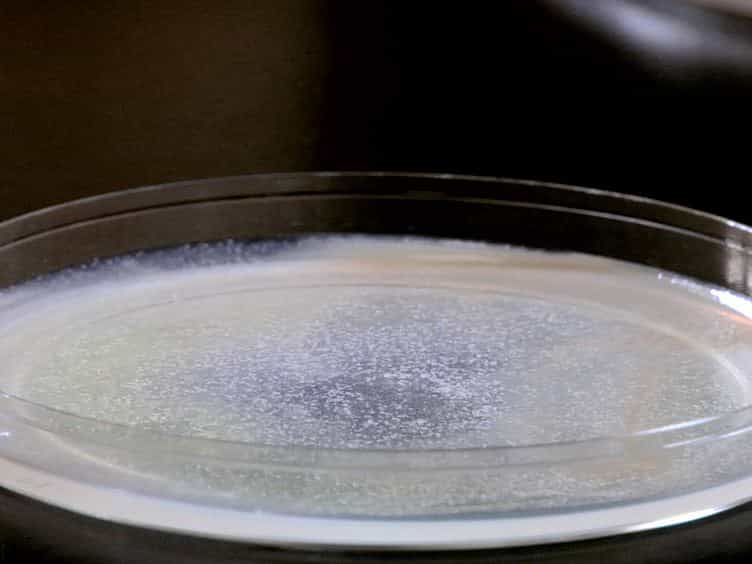 Prostaglandin Extraction and Analysis in Caenorhabditis elegans