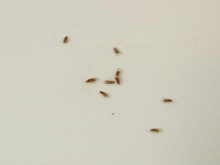 The Utility of Stage-specific Mid-to-late Drosophila Follicle Isolation