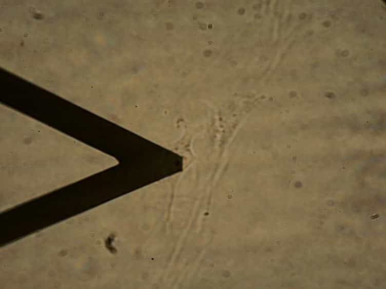 Measuring the Mechanical Properties of Living Cells Using Atomic Force Microscopy