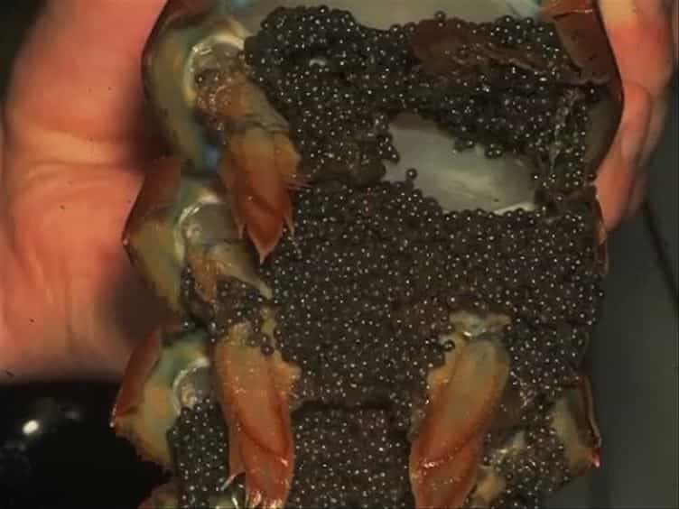 A Noninvasive Method For In situ Determination of Mating Success in Female American Lobsters Homarus americanus