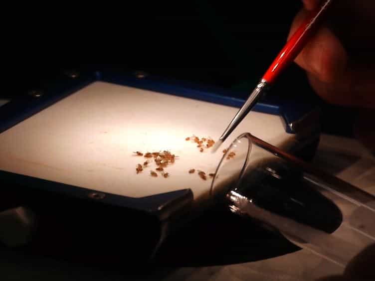 Assessing Differences in Sperm Competitive Ability in Drosophila