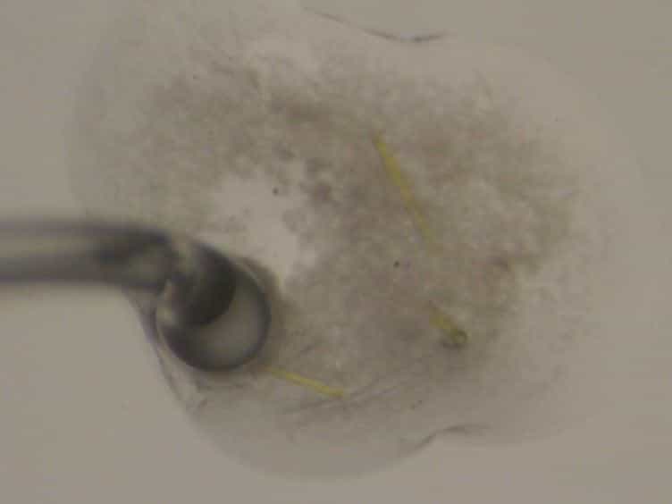 Improving the Success Rate of Protein Crystallization by Random Microseed Matrix Screening