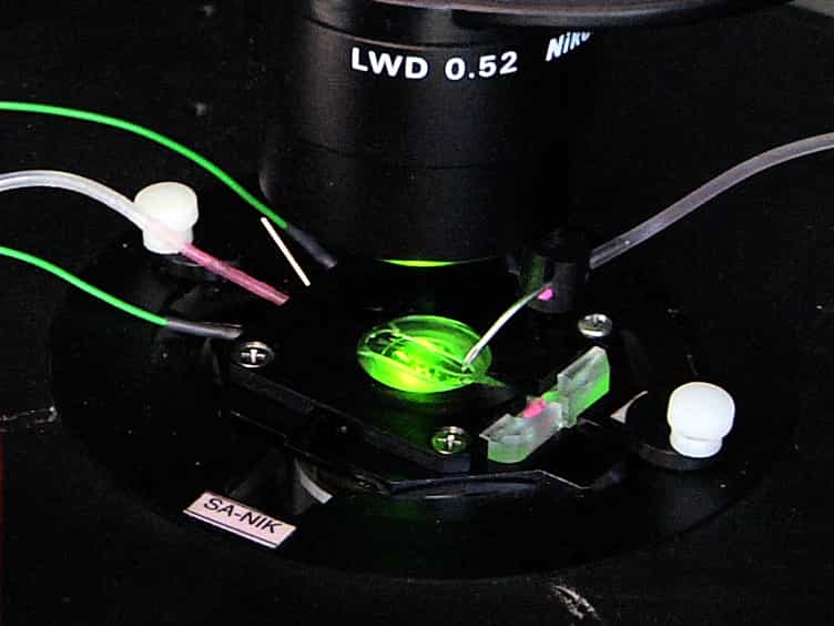 Examination of Synaptic Vesicle Recycling Using FM Dyes During Evoked, Spontaneous, and Miniature Synaptic Activities