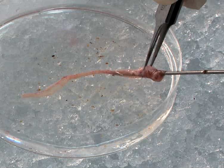 Isolation of Primary Myofibroblasts from Mouse and Human Colon Tissue