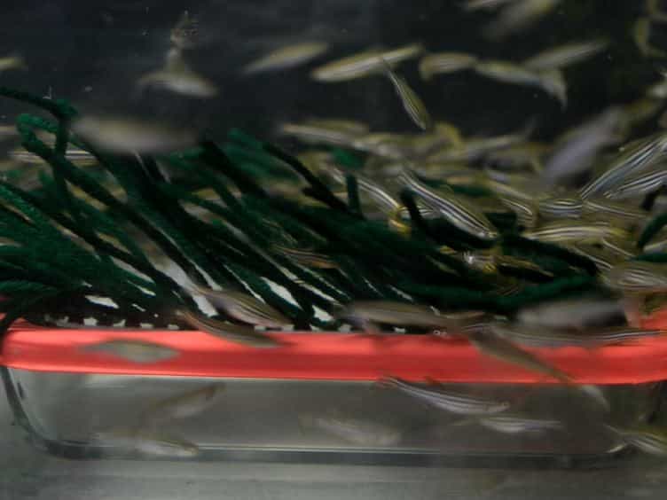 Automated High-throughput Behavioral Analyses in Zebrafish Larvae
