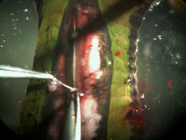 Intracellular Recording, Sensory Field Mapping, and Culturing Identified Neurons in the Leech, Hirudo medicinalis