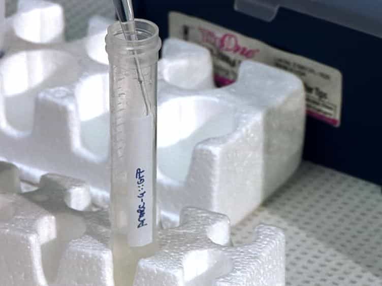 A Method for Culturing Embryonic C. elegans Cells