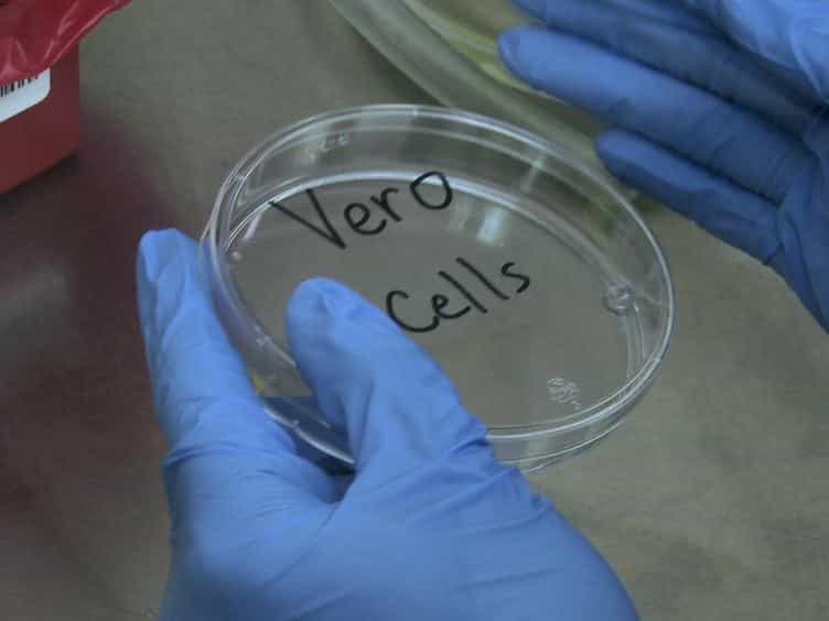 Generation of Recombinant Arenavirus for Vaccine Development in FDA-Approved Vero Cells