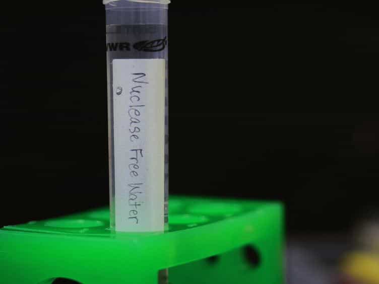 Quantification of the Respiratory Burst Response as an Indicator of Innate Immune Health in Zebrafish