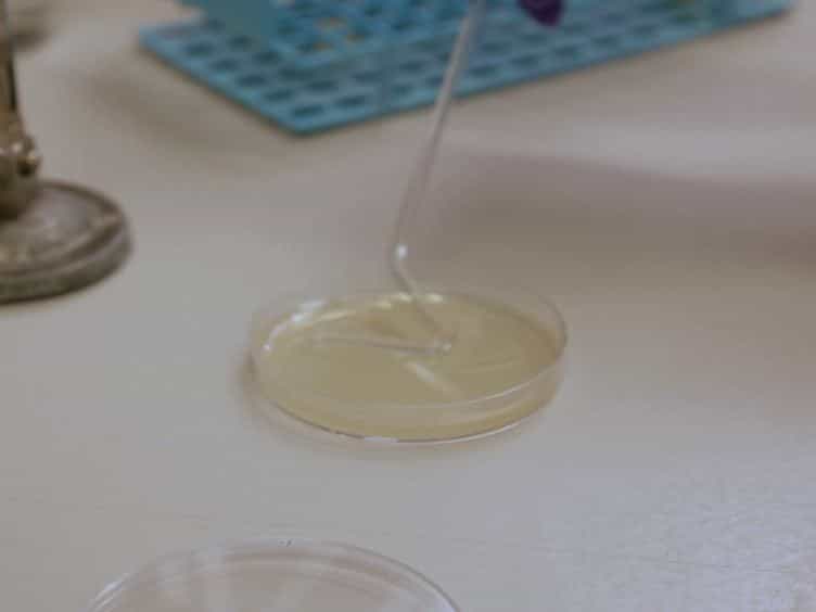 Rapid Protocol for Preparation of Electrocompetent Escherichia coli and Vibrio cholerae